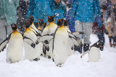 Asahiyama Zoo