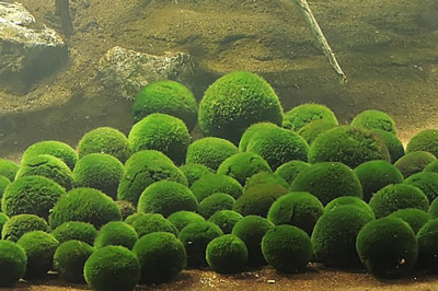 Marimo Exhibition and Observation Center