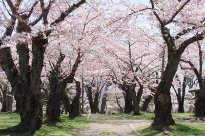 Aobagaoka Park,CC