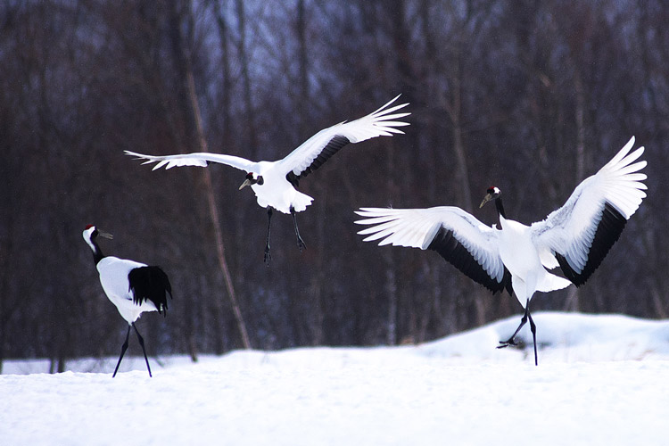 Read more about the article 冬季的定期觀光巴士「白色PIRIKA號」預約報名中