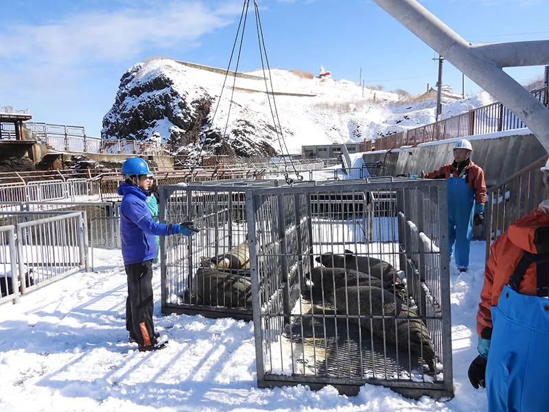 Read more about the article 小樽水族館　海豹搬遷